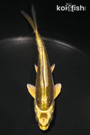 4.5" KIN KI KIKOKURYU