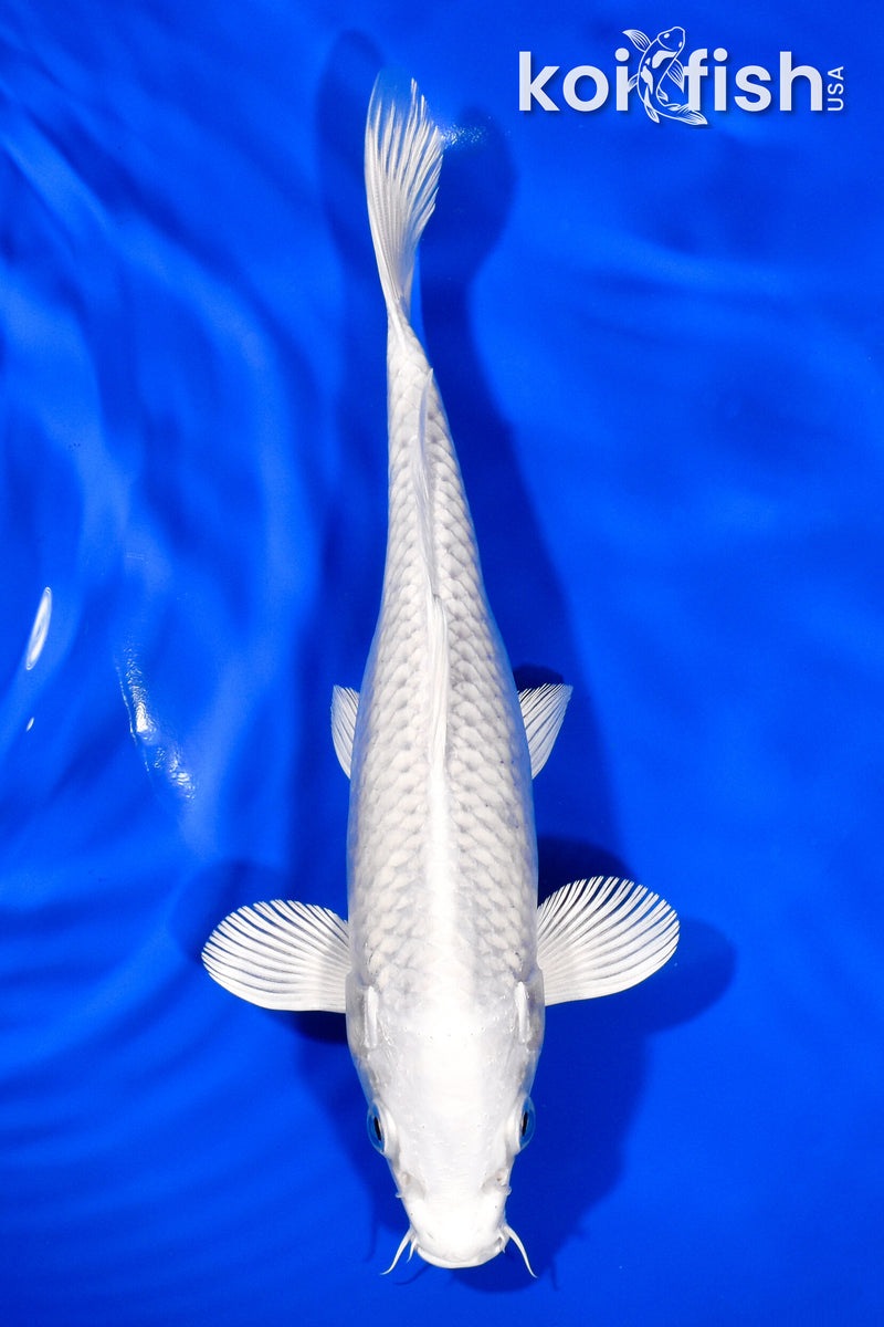 8.25" PLATINUM OGON