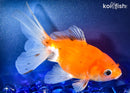 5.75" FANTAIL GOLDFISH