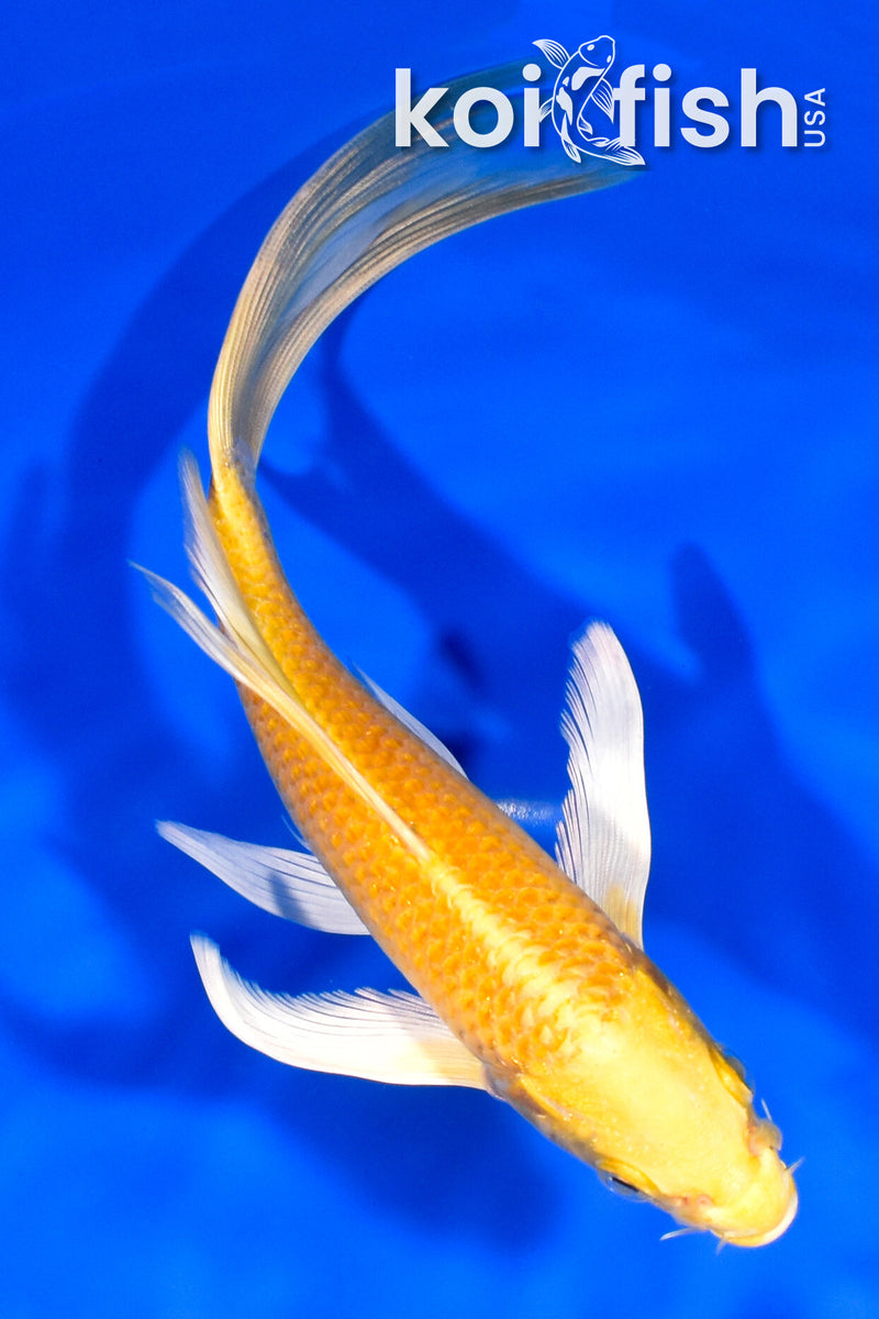 7.75" YAMABUKI OGON BUTTERFLY