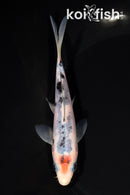 5.5" SANKE