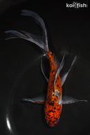 7.5" SHUBUNKIN GOLDFISH