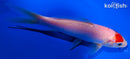 5.75" KOHAKU