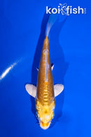 4.5" DOITSU LEMON HARIWAKE