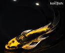 9.25" KI KIKOKURYU BUTTERFLY