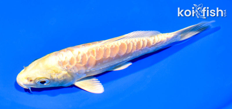 5.75" ARAGOKE YAMABUKI OGON