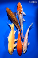 PACK OF (5) 5.25 - 6"  STANDARD KOI