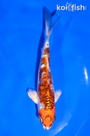 5.5" GINRIN ARAGOKE KUJAKU