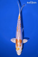 8" KIKUSUI