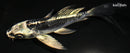 4.5" KIKOKURYU BUTTERFLY
