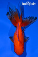 5.5" ORANDA GOLDFISH