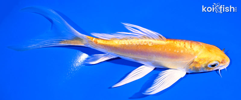 5.75" DOITSU LEMON HARIWAKE BUTTERFLY