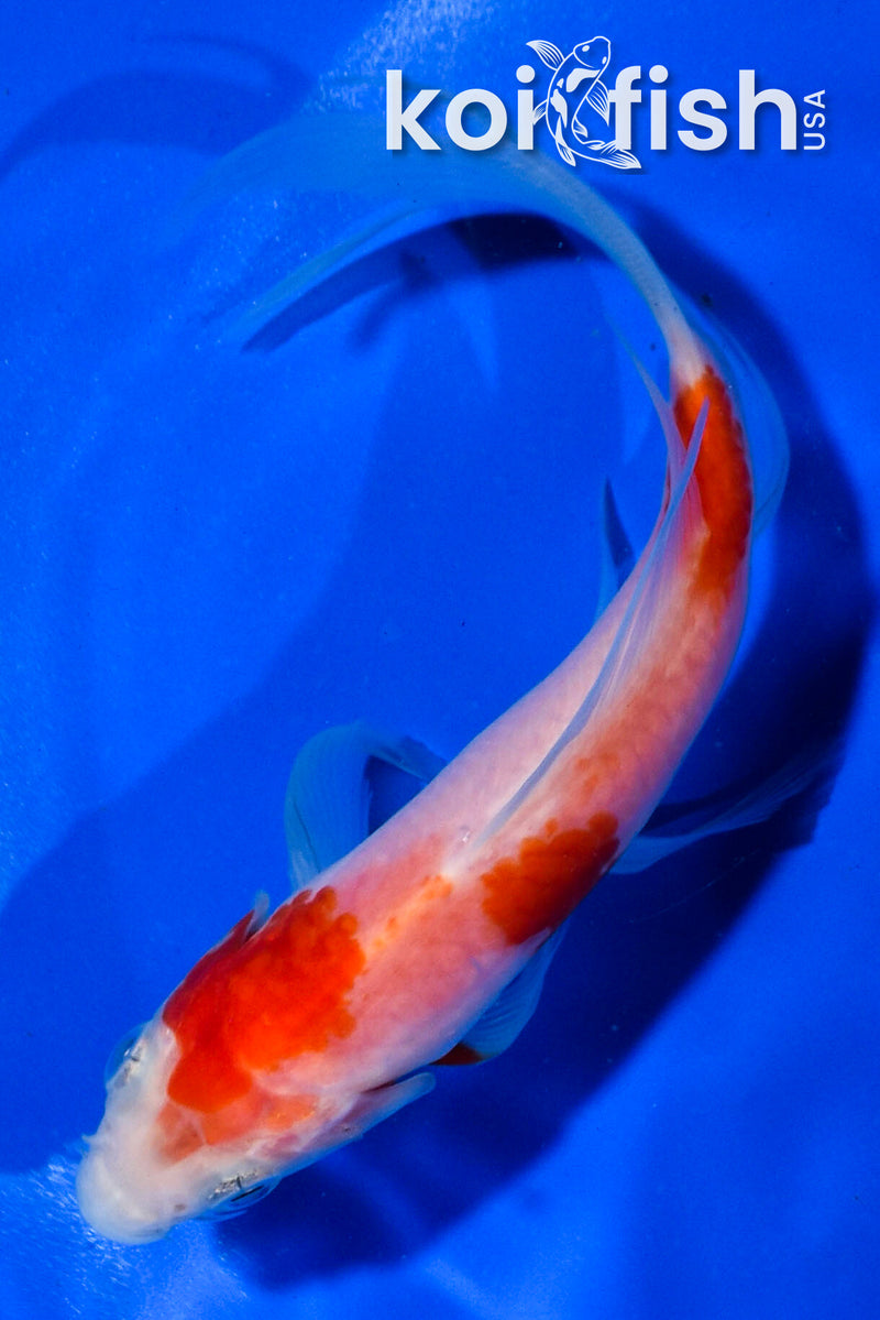 5" KOHAKU BUTTERFLY