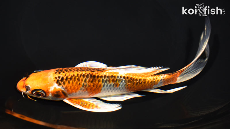 7.75" KUJAKU BUTTERFLY