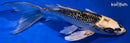 7.5" GINRIN GIN MATSUBA BUTTERFLY