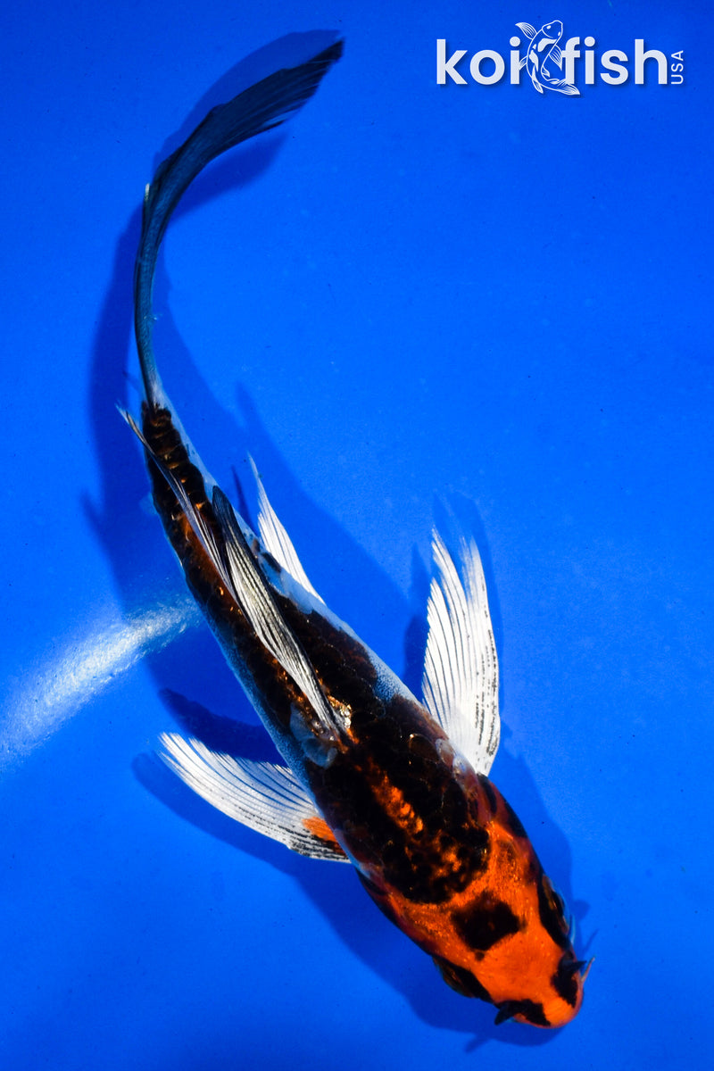 5.5" BENI KIKOKURYU BUTTERFLY