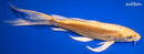9.5" DOITSU YAMABUKI OGON BUTTERFLY