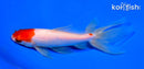 5.75" KUCHIBENI MARUTEN WATONAI GOLDFISH