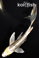 5.5" KIN KIKOKURYU BUTTERFLY