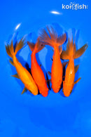 PACK OF (4) 5-5.5" WAKIN GOLDFISH