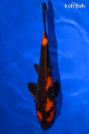 9" HI UTSURI