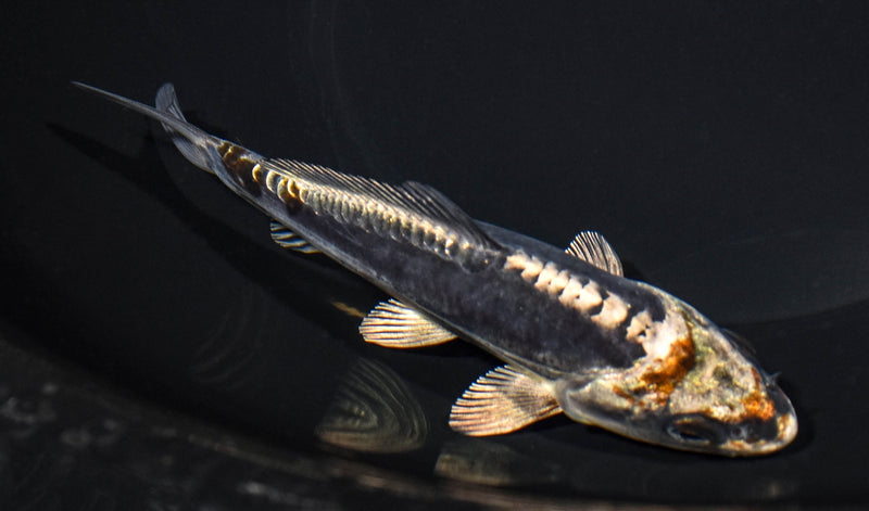 5.5" BENI KIKOKURYU