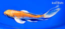 6.75" HARIWAKE BUTTERFLY
