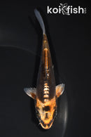 5.25" BENI KIKOKURYU