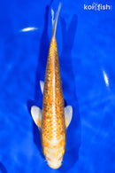 7.5" GINRIN YAMABUKI OGON