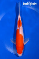 6.75" KOHAKU