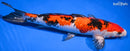 11.25" GINRIN AKA SANKE
