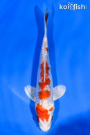 5.5" GINRIN HARIWAKE