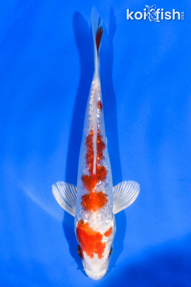 5.5" GINRIN HARIWAKE