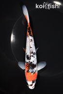 6.75" GINRIN BENI MATSUKAWABAKE