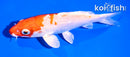 5.5" HARIWAKE