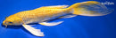 10.25" GINRIN YAMABUKI OGON BUTTERFLY