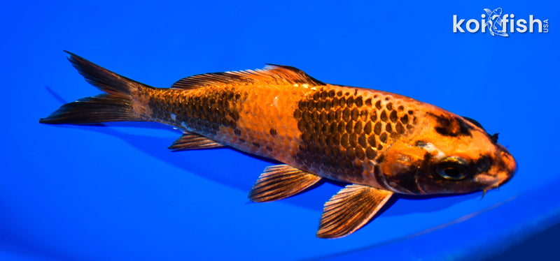 7.25" KIN HI UTSURI