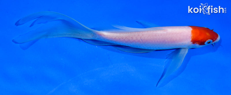 6" HOODED KOHAKU BUTTERFLY