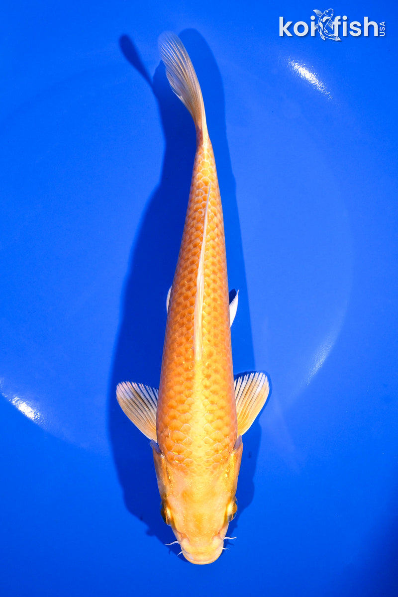 7.25" YAMABUKI OGON