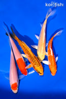 PACK OF (5) 4-5" STANDARD KOI