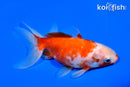 5.25" WATONAI GOLDFISH