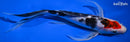 10" SANKE BUTTERFLY