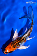 5.75" GINRIN KUJAKU BUTTERFLY