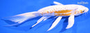 7.75" DOITSU LEMON HARIWAKE BUTTERFLY