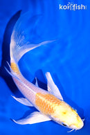 5.75" LEMON HARIWAKE BUTTERFLY