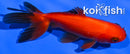 4" WATONAI GOLDFISH