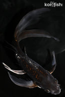 8.5" GINRIN OCHIBA SHIGURE BUTTERFLY