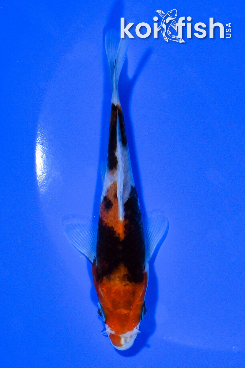 5.25" BENI MATSUKAWABAKE