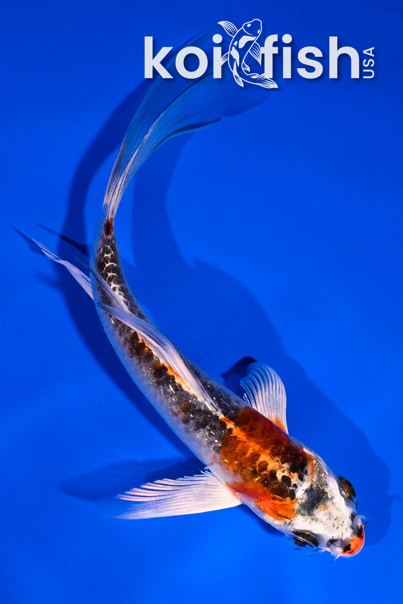 4.5" GINRIN YAMABUKI OGON
