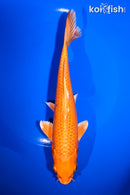 7.5" ORENJI OGON